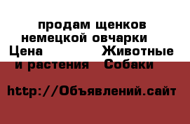 продам щенков немецкой овчарки  › Цена ­ 5 000 -  Животные и растения » Собаки   